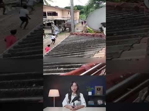 Bạn có biết sức tàn phá của một con voi #shorts #khampha