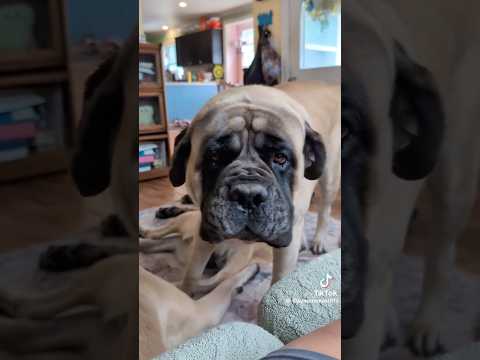 Booger just wants to cuddle #funny #dog #mastiff