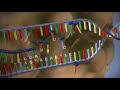 Comprensión de la Transcripción y Traducción del ADN