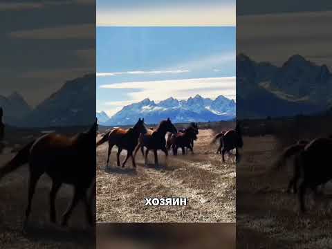 Храбрый парень спас ДИКУЮ ЛОШАДЬ😱🐎🥰