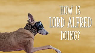 How is Lord Alfred doing? Updates and fun happenings.