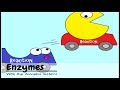 Understanding Enzymes