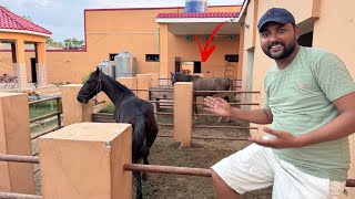 Sultan Mastana Shehnshah Sb Ko Ghodiyon Ke Cage Me Shift Krdia