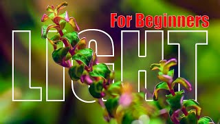 Why Aquarium Plants Need Light - The Science Behind Healthy Growth