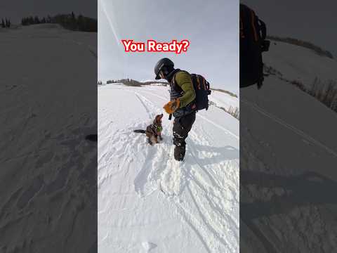 Backcountry Snowboard Dog