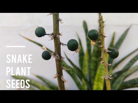 Ever Seen Snake Plant Seeds? See What They Look Like Up Close!