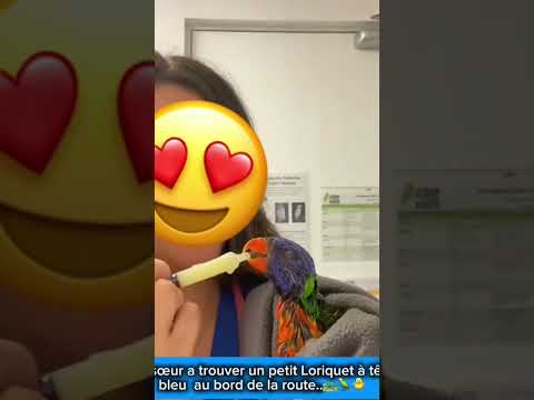 On a sauvé un petit oiseau 🦜🐥 #animaux #insolite #sauvetage #oiseau #histoire