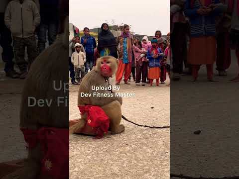 💃💕🐦⬛झूठ बोलोगे तो कौवा काटे, काले कौवे से डरियो #viral #trending #monkey #shorts #video #song
