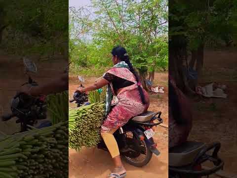 today farm work 🤗#murungaiarasiofficial #farming #shortvideo #villagelife