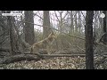 Rewilding in Detroit