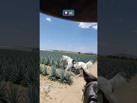Gardeur escaped again! 🤯 #horses #fail #horseriding #fyp