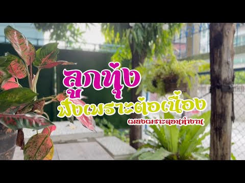 ลูกทุ่งเพลงเพราะ ฟังต่อเนื่องตอนทำงาน