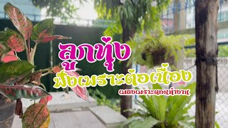 ลูกทุ่งเพลงเพราะ ฟังต่อเนื่องตอนทำงาน