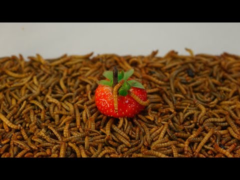 Fruits vs. Mealworms: Jaw-Dropping Timelapse You Can't Unsee!