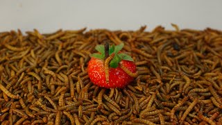Fruits vs. Mealworms: Jaw-Dropping Timelapse You Can't Unsee!