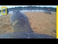Amazon River Turtle Conservation Insights
