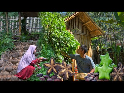 Hujan syahdu di desaku | Panen Kacang Bintang | Sacha Inchi