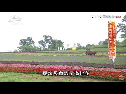 【桃園】大溪花海農場 北台灣最大花海 食尚玩家 20160502