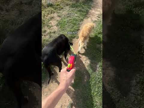 Una correa doble para perros que te ayudará a sacarlos a pasear a los 2 a la vez #correaparaperros