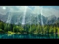 The Role of Trees in Our Environment
