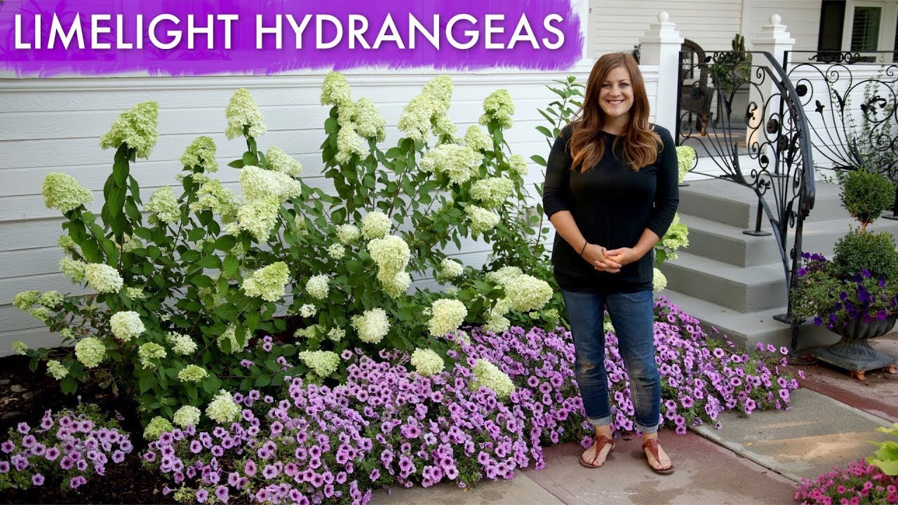 Limelight Hydrangeas // 1 Year Update
