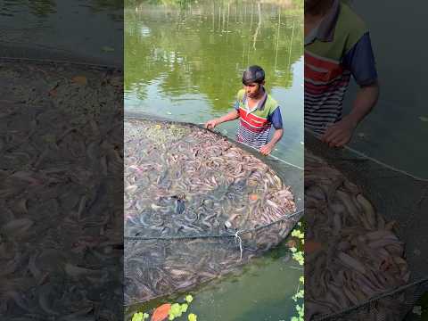 Bd Cat fishing farms