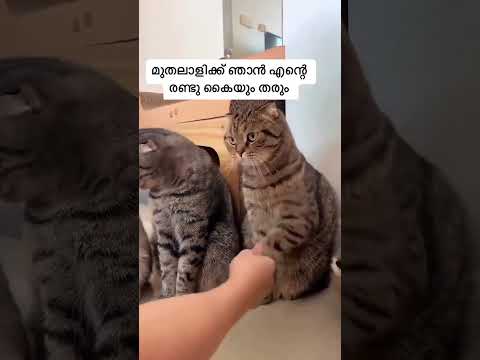ഞാൻ എന്റെ രണ്ടു കൈയും തരും 😼😼😼 #cat #comedy #shortsfeed #shortvideos