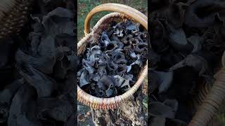 Was für ein Herbsttag! 🍂🍁 #pilze #pilzesuchen #wald #foraging