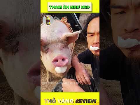 Tham ăn như heo 🤣