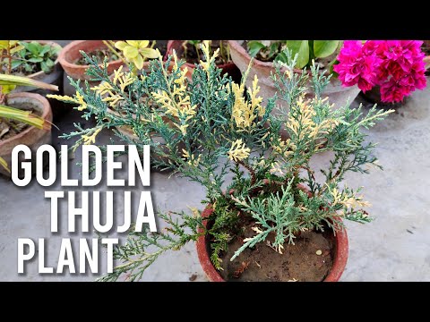 Variegated Mor Pankh Plant | Golden Thuja Plant Care 😀