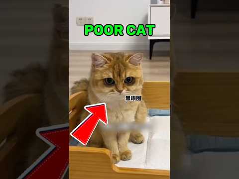 Why You Should NEVER Turn Off Your Lights If You Have Cats😂 #cats #funny #shorts