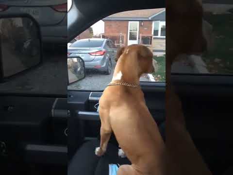 86 She does this every time we go there.. @birdiebriggs19922 #dog