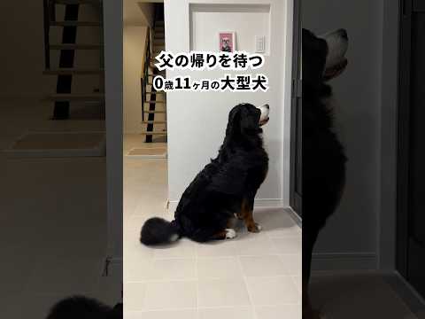 父の帰りを待つバーニーズ #0歳11ヶ月