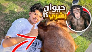 قابلت قرد بشري 🦧 ( زعل مني 😢 )
