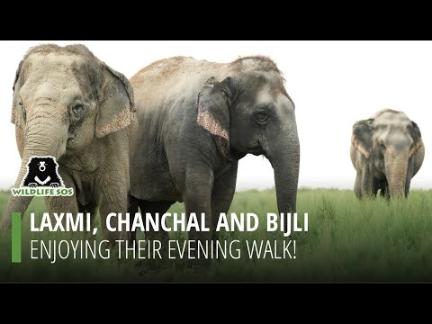 Watch Laxmi, Chanchal, and Bijli enjoy their evening walk at Wildlife SOS' ECCC!