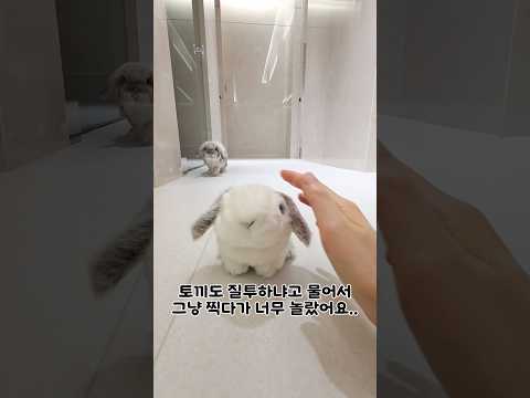 토끼 질투하는지 알아보려다 기절한 집사......