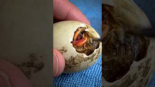 Never help an Egg hatch