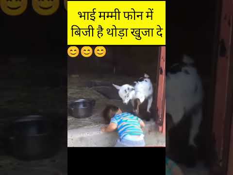 Little Boy Makes Friends With a Little  Lamb | Cute Children and Animal Videos | Cute Animal Videos