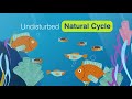 Fisheries Management Concepts Assessment