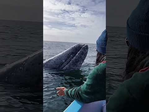Porque as baleias se jogam nos barcos!?🐳 #fatoscuriosos #fatosdesconhecidos #curiosidades #vocesabia