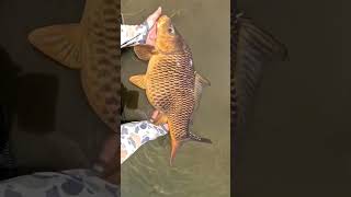 you gotta see this fish it's huge again #fishing #flyfishing #fish #nature #outdoors #subscribe #all