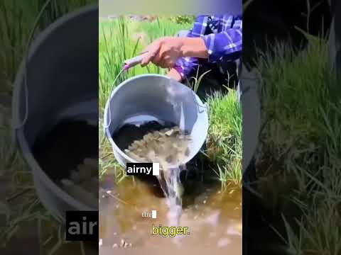 Cara unik petani thailand memelihara ikan di sawah #farm #agriculture #paddy #ricefields #petani