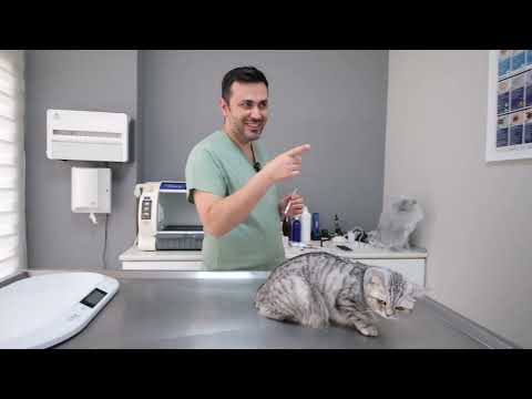 En Sakin Kedi Muayenesi - Aşı Yaparken Hiç Ağlamadı