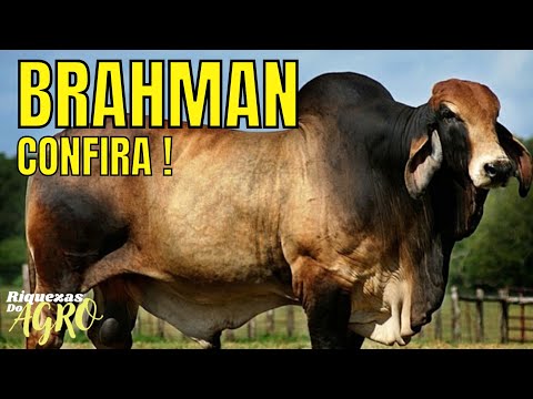 Curiosidades da raça Brahman | Touros Brahman | Boi Brahman | vaca Brahman | touro | boi