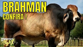 Curiosidades da raça Brahman | Touros Brahman | Boi Brahman | vaca Brahman | touro | boi