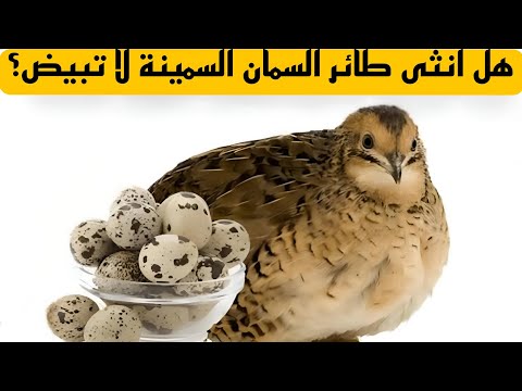 هل أنثى طائر السمان السمينة لا تبيض؟