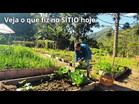 VEJA O QUE FIZ HOJE NO SÍTIO,  MUITA FARTURA AQUI DA ROÇA PRA LEVAR