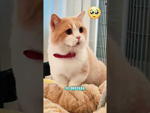 Su gato es más conmovedor que su novio#funnyshorts #pets #love #cute