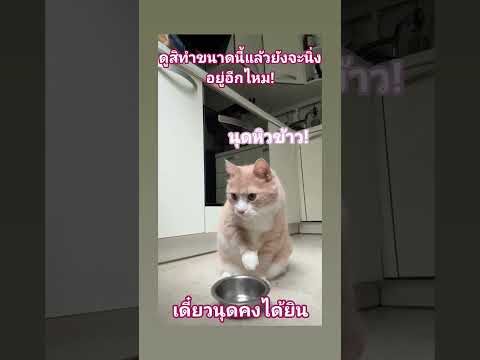 นุดสนใจเราหน่อย😺 #cat #แมว#แมวน่ารัก #แมวดื้อ #แมวกวนๆ #แมวพูดได้ #สาวใต้ป้ายroiet