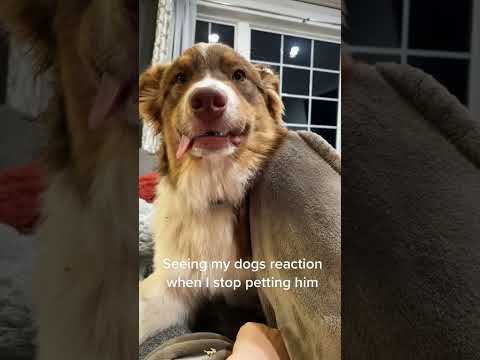 Stop petting the dog,the dog’s reaction 🤣